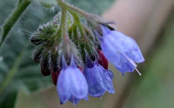 Comfrey plant to treat varicose veins