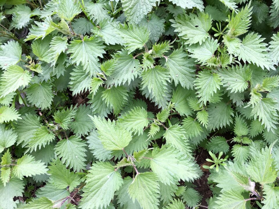 stinging nettle to treat varicose veins